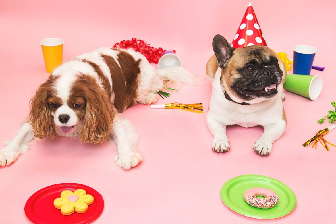Comment organiser une fête d’anniversaire pour votre chien ?